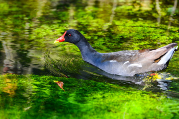 poule d'eau bec rouge
