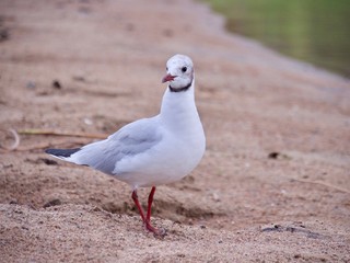 seagull on beach