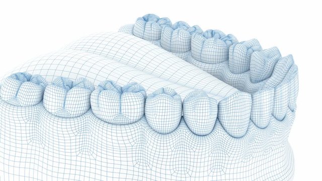 Morphology of mandibular human gum and teeth. Wire 3d model animation