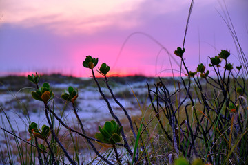 Dünen vor Anna Maria Island Beach zum Sonnenuntergang