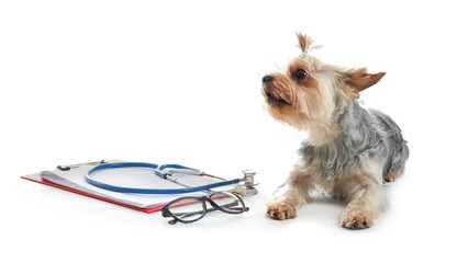 Cute dog, clipboard and stethoscope on white background. Concept of visiting veterinarian