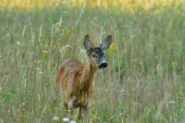 Portrait of roe deer´s head on the meadow