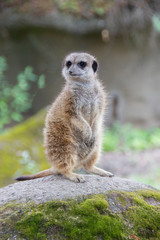 Erdmännchen stehend