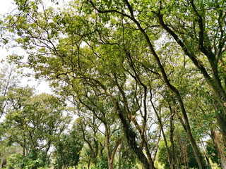 Trees in the jungle at Jurong Lake Gardens Singapore-Chinese Gardens Nature, Trees, Flowers, Quietness, Holiday, Travel, Family