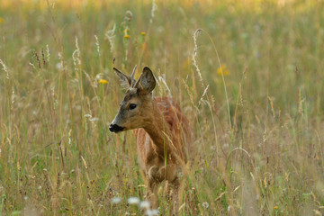 Roe buck walking hidden in the high grass close up