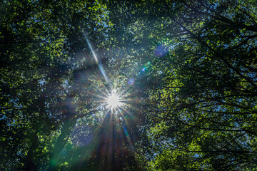 Wald Sonnenstrahlen Gegenlicht Natur
