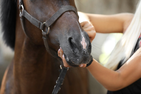 Veterinarian examining horse teeth on farm, closeup