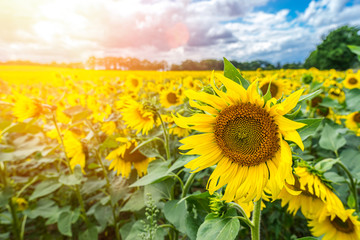 Sonnenblumenfeld im Gegenlicht