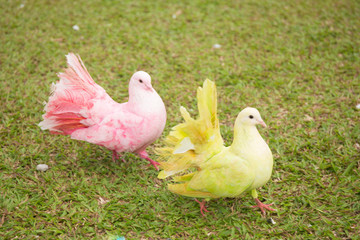 Pair of doves on green grass background. Couple in love of colorful pigeons.