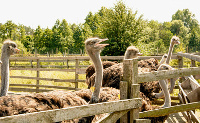 Ostrich, African ostrich, desert king, big birds, farm, hacienda, feathers, travel, vacation, village, ostrich eggs, wild birds, flock of birds, bird world, vacation, tourism