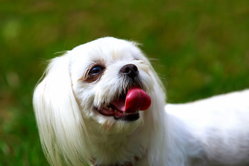 Dog breed Maltese
