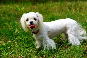 Dog breed Maltese