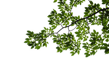 green tree branch isolated on white