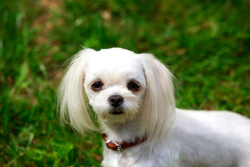 Dog breed Maltese