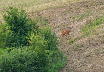 Roe deer walking on the meadow with green grass