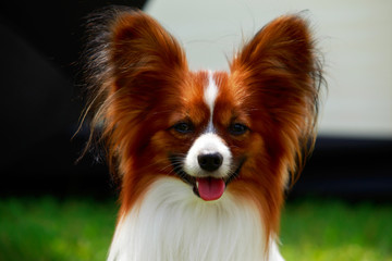 Dog breed papilon