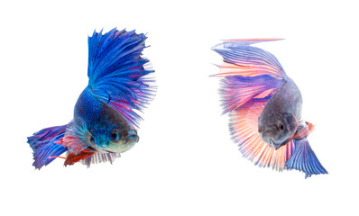 Siamese fighting fish isolated on White background this has clipping path.