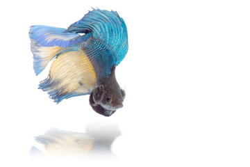Siamese fighting fish isolated on White background this has clipping path. - Powered by Adobe