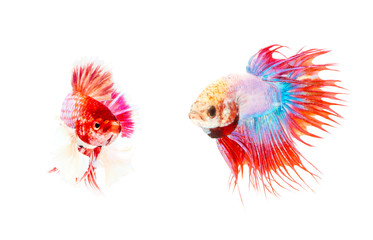 Siamese fighting fish isolated on White background this has clipping path.