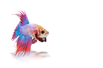 Siamese fighting fish isolated on White background this has clipping path.