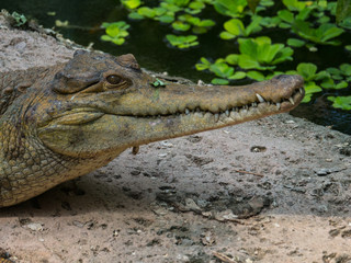 Crocodile