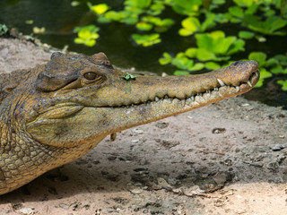 Crocodile