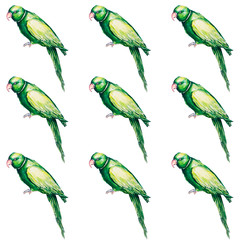 Naklejka premium Parrot bird water color art illustration