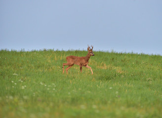 Roe deer walking on the meadow with green grass