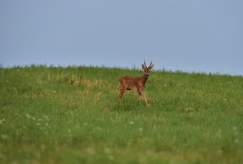 Roe deer walking on the meadow with green grass