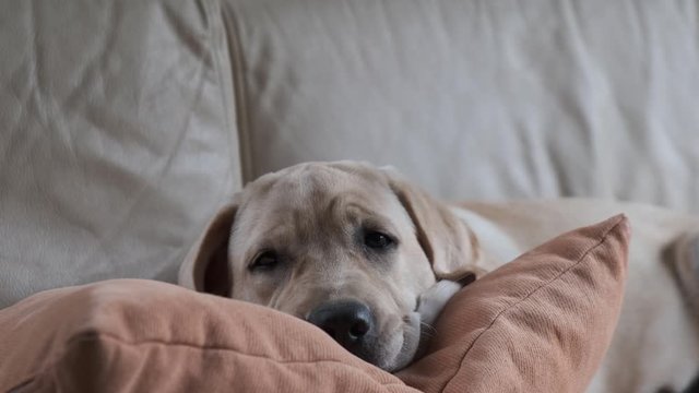 Labrador puppy lies on a sofa with a pillow. Labrador Retriever puppy. beige leather sofa.