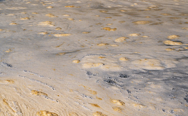 Photo of natural dirty foam on a river on a summer day.