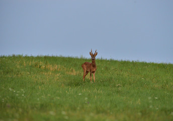 Roe deer walking on the meadow with green grass
