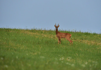 Roe deer walking on the meadow with green grass