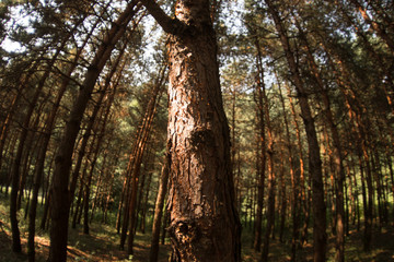 Obraz premium Bark of Pine Tree close up. Beautiful pine forest at summer time.