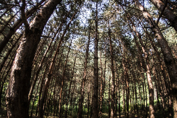 Bark of Pine Tree close up. Beautiful pine forest at summer time.