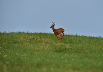 Roe deer walking on the meadow with green grass