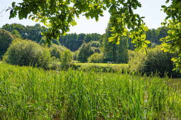 Fototapeta premium Photo of a natural beautiful small river in the summer on a sunny day in the forest. Great day, nice weather.