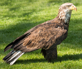 Sea eagle (Haliaeetus albicilla) portrait