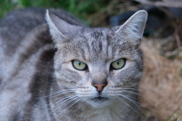 portrait of a cat