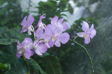 Violet orchid