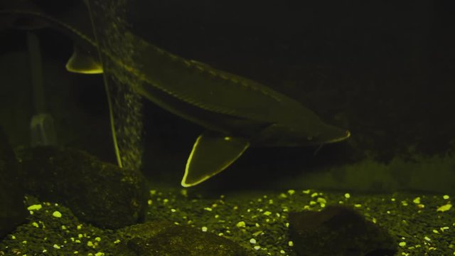 Sturgeon Fish Acipenser ruthenus Swims in the Aquarium