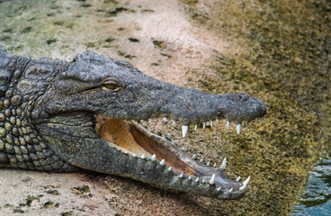 Crocodile