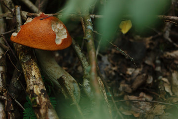 Boletus with a bitten hat in the woods among brushwood