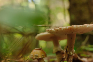 Two russula mushrooms in the forest among the brushwood