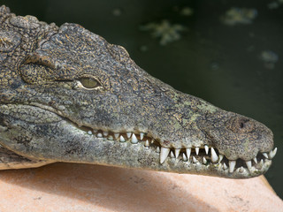 Crocodile
