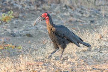 Fototapeta premium Southern ground hornbill, Bucorvus leadbeateri, walking