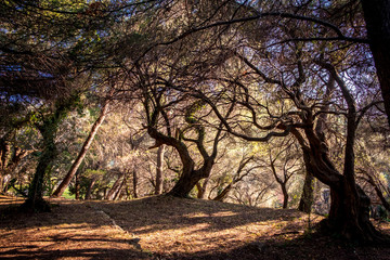 Pine forest in the Montenegro near Milocer beach