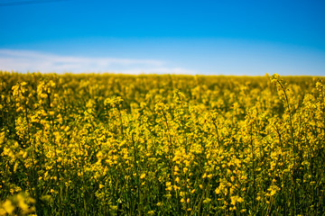 Obraz premium Raps 2