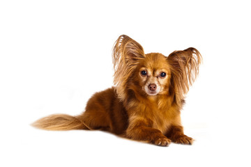 Dog breed Russian toy terrier longhair lying on white background