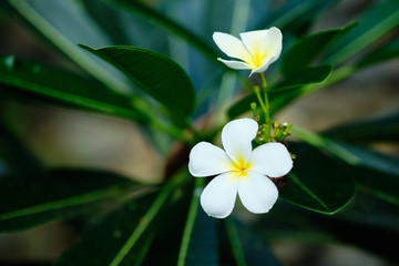 Fototapeta na wymiar Frangipani White Tropical Aroma Flower Tree. Plumeria Blossom